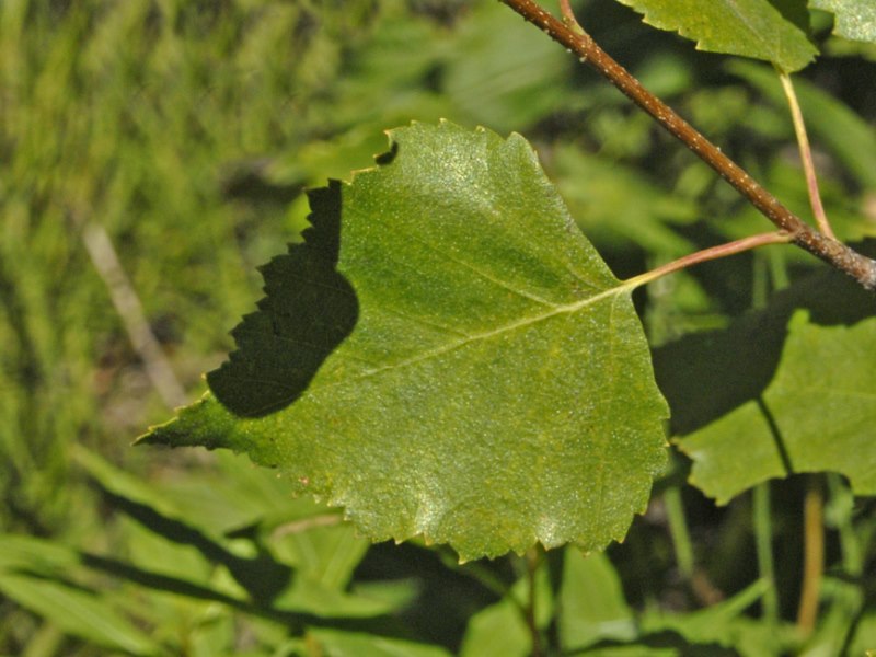 Una foglia ... da determinare
